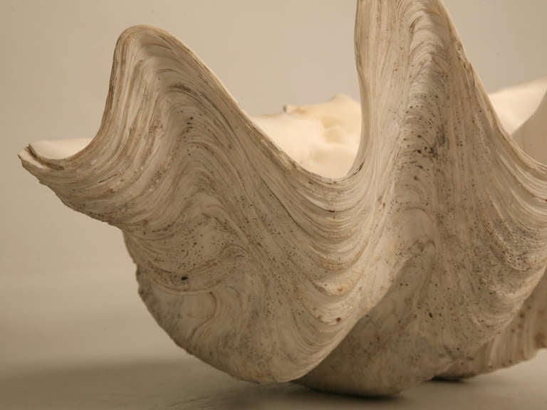 Sculptural Basin Sized Natural Seashell Specimen 1
