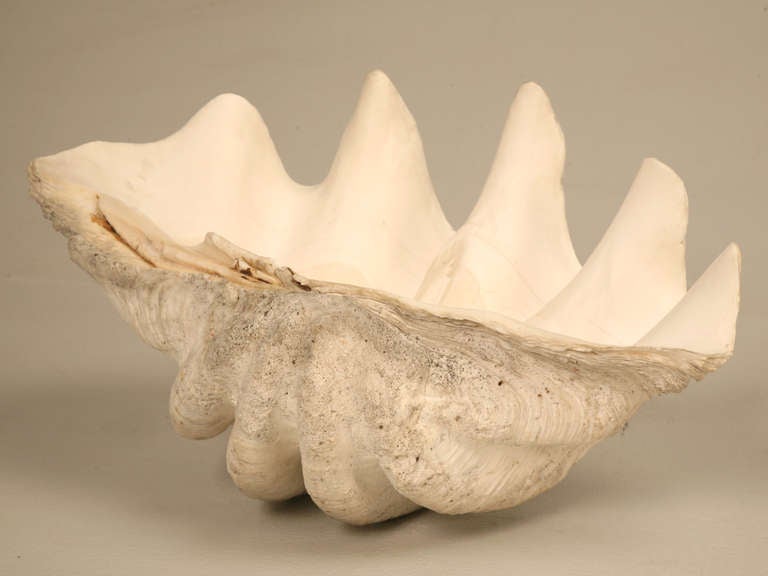 Sculptural Basin Sized Natural Seashell Specimen 2