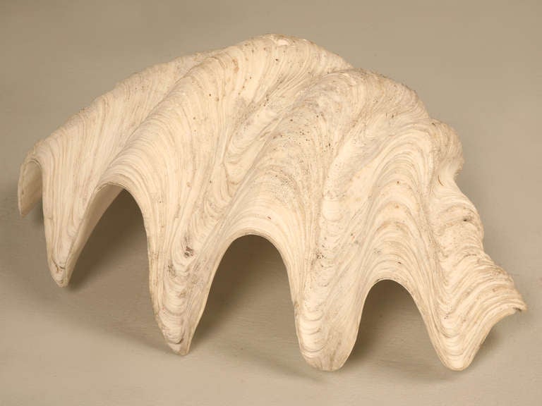Sculptural Basin Sized Natural Seashell Specimen 3