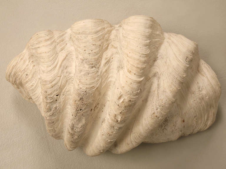 Sculptural Basin Sized Natural Seashell Specimen 4