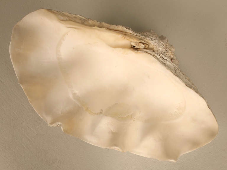 This sculptural, basin-sized natural seashell once belonged to a Tridacna gigas -or giant clam. These ancient, century-old clams are today nearly extinct and any vintage shell in pristine original condition such as this one are exceedingly rare.
