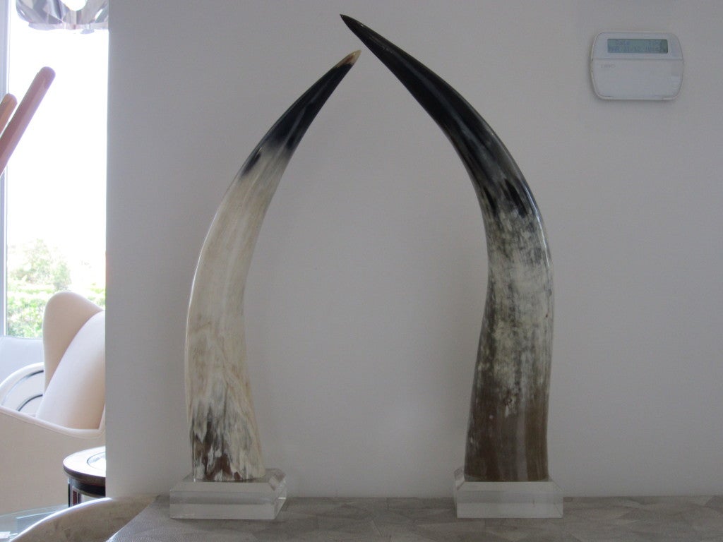 Pair of Large Steer Horns on Lucite Bases
