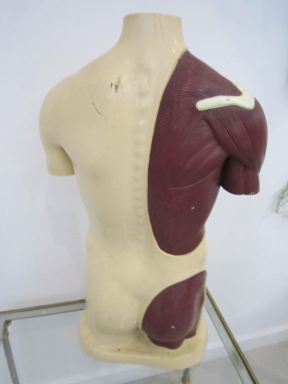 Vintage Anatomical Model For Sale 5