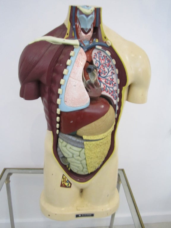 Vintage anatomical model with removable parts. Produced and labeled Nystrom of Chicago.