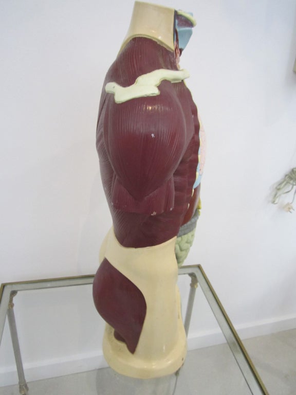 American Vintage Anatomical Model For Sale