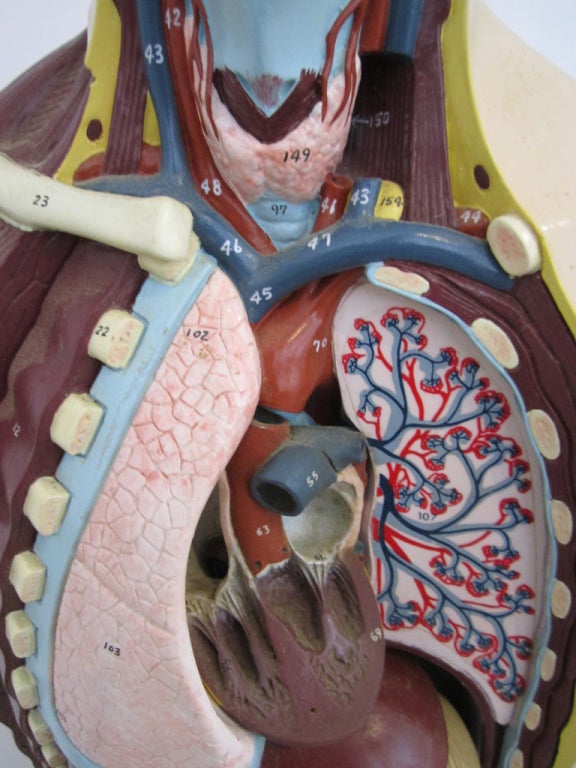 Vintage Anatomical Model In Good Condition For Sale In West Palm Beach, FL