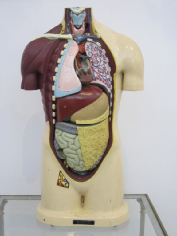 Vintage Anatomical Model For Sale 2