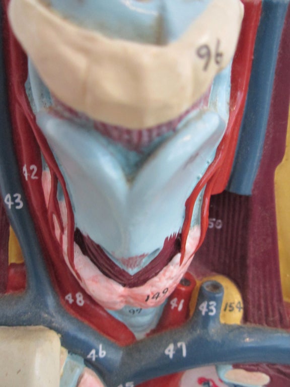 Vintage Anatomical Model For Sale 3