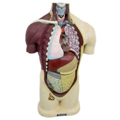 Vintage Anatomical Model