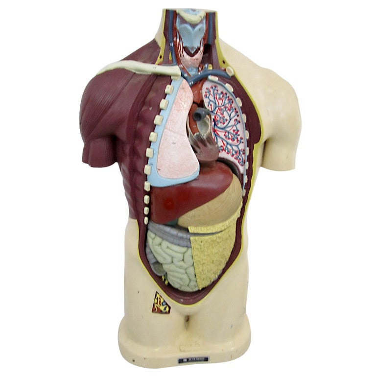 Vintage Anatomical Model For Sale