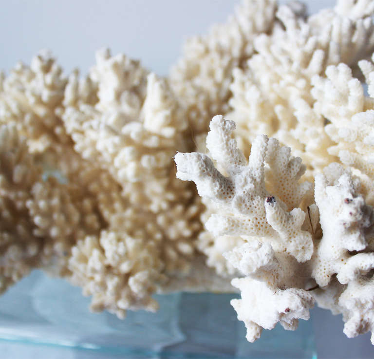 Other Finger Coral on Lucite Stand