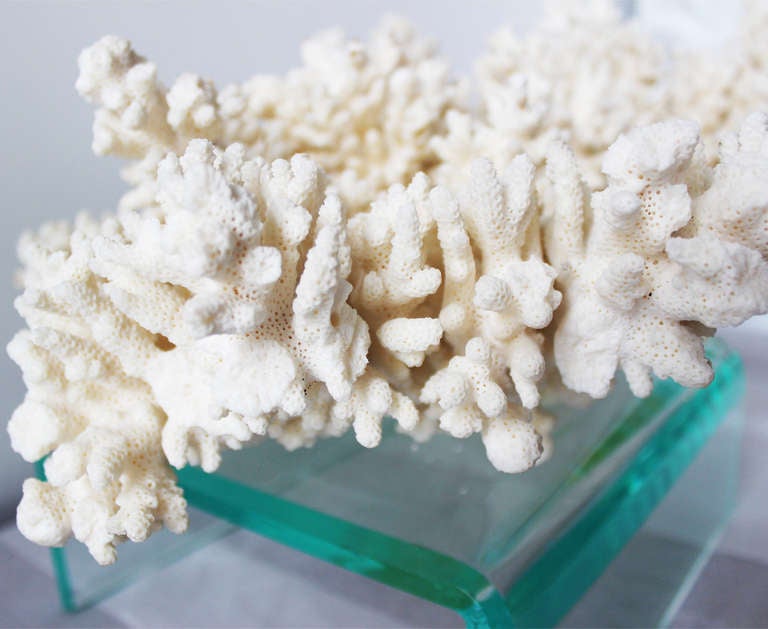 Unknown Finger Coral on Lucite Stand