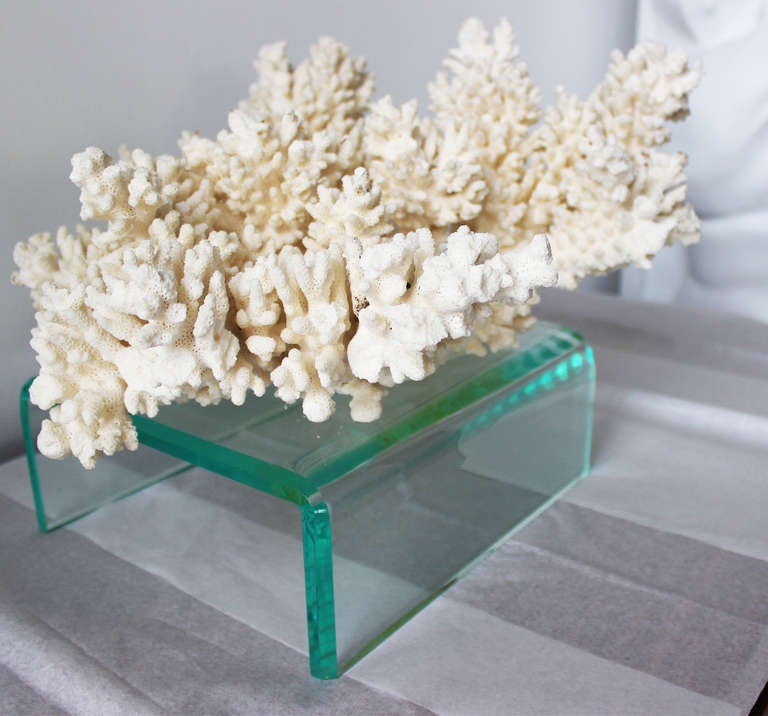 White finger coral on lucite stand.