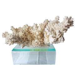 Finger Coral on Lucite Stand