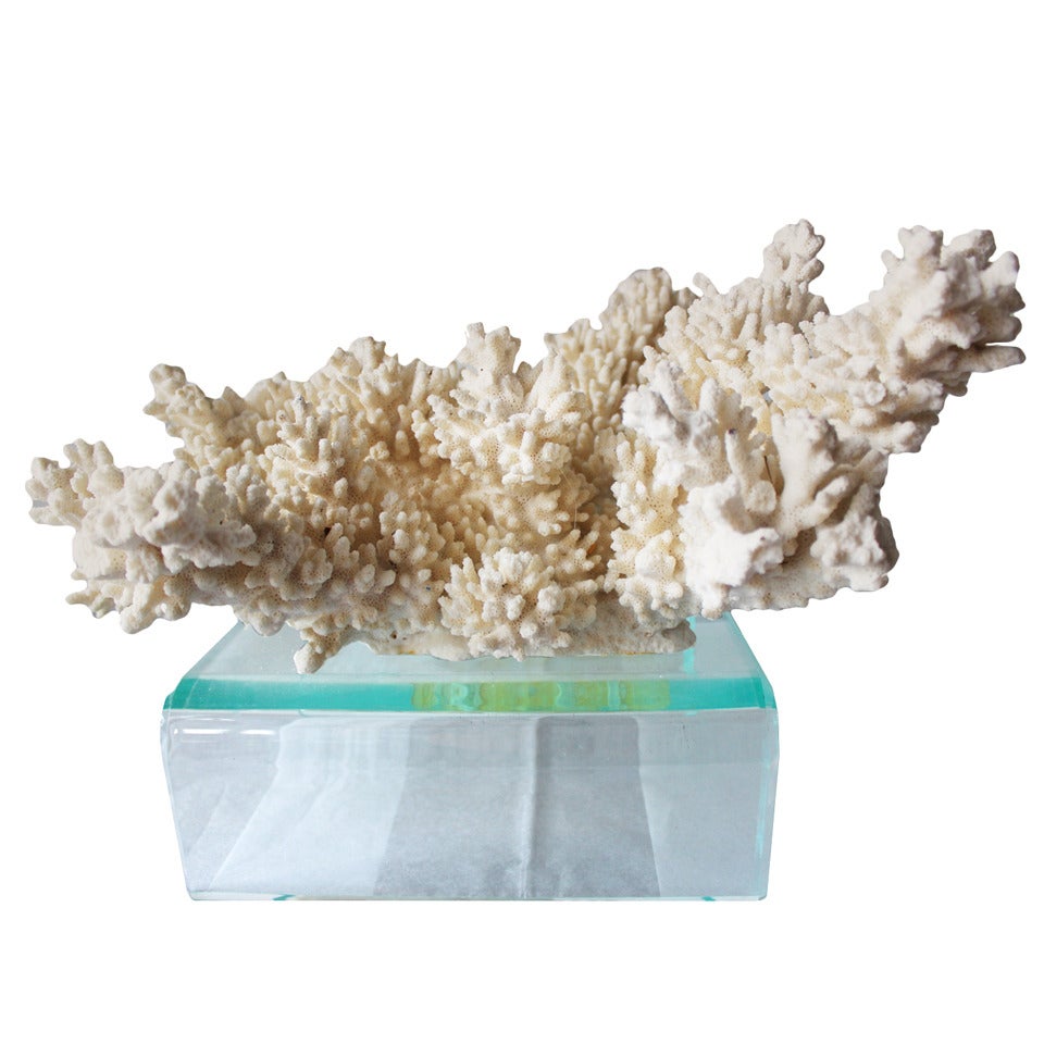 Finger Coral on Lucite Stand