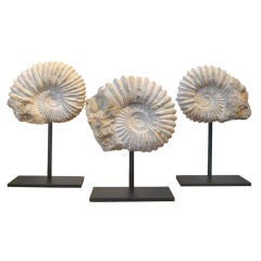 Set of Three Prehistoric Ammonites on Contemporary Iron Stands