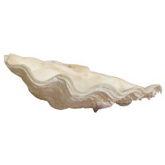 Unusually Large Clam Shell