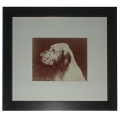 Schreiber Dog Portrait