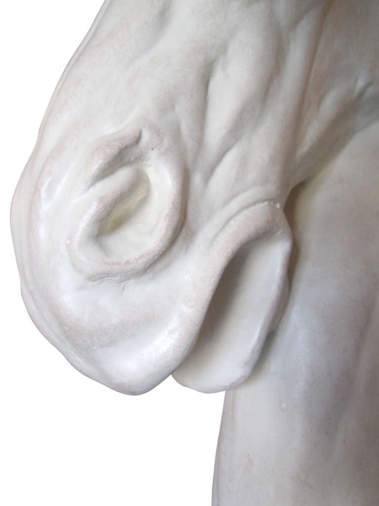 20th Century Dynamic Horse Head Sculpture in Plaster