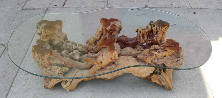 American Burled Wood and Glass Coffee Table