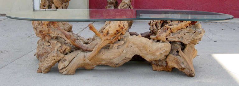 This one of a kind coffee table features an epic burled wood branch as the base, which is topped off by a bean-shaped piece of glass. <br />
Please see our listing for a matching set of side tables.