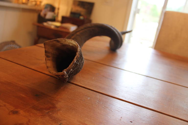 Antique Horns In Excellent Condition For Sale In Southampton, NY