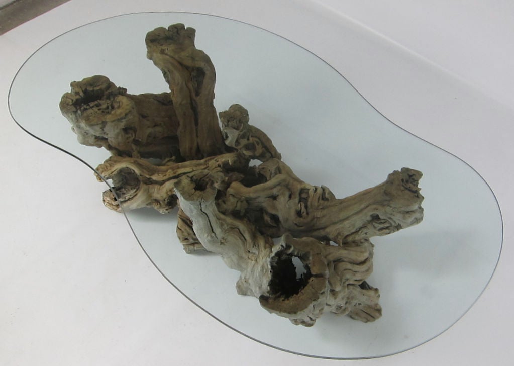 Late 20th Century Large Root Burl Coffee Table with Freeform Glass Top