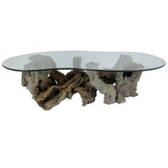 Large Root Burl Coffee Table with Freeform Glass Top