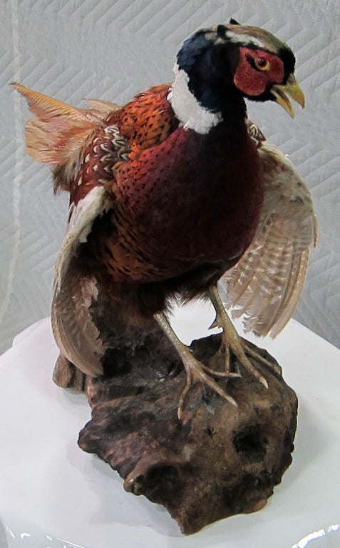 American Mounted Taxidermy Pheasant
