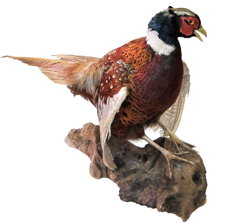Mounted Taxidermy Pheasant