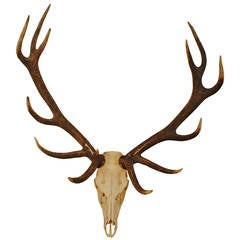 European Elk Skull Mount