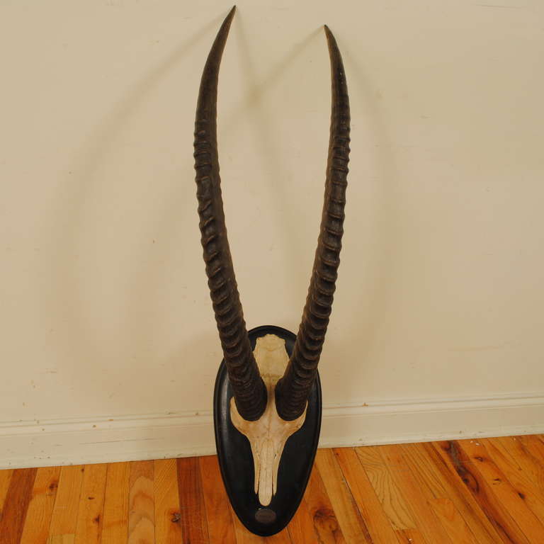 skull and horns of African Impala