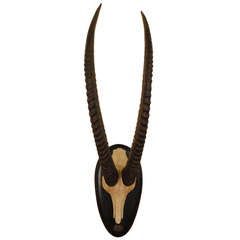 Impala montado en placa trasera ebonizada