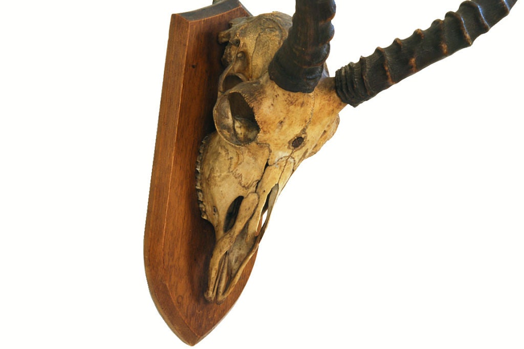 impala skull mount
