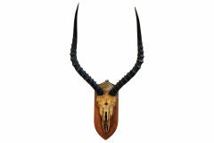 African Impala Skull and Horn Mount