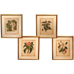 Set of 4 Botanical Engravings. English Circa 1815