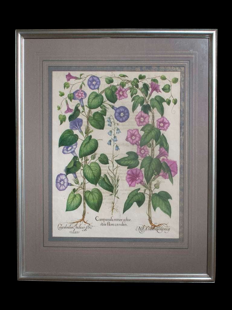 # V043 - Line engraving by Bassilius Bessler enriched with latter hand coloring and depicting morning glories, labeled 