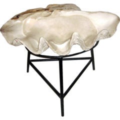 Enormous Clam Shell