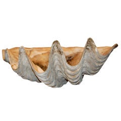 Monumental clam shell Antique Monumental clam shell