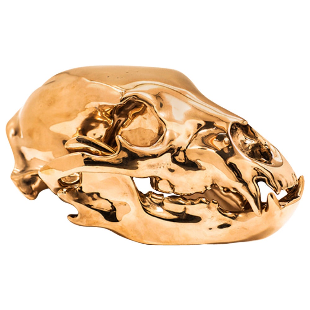 Brown Bear Skull by Ashley Tudor