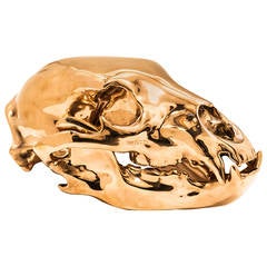 Brown Bear Skull by Ashley Tudor
