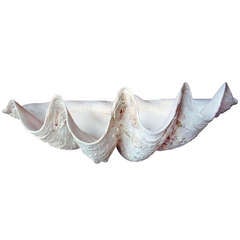 Giant 31 Inch Clam Shell