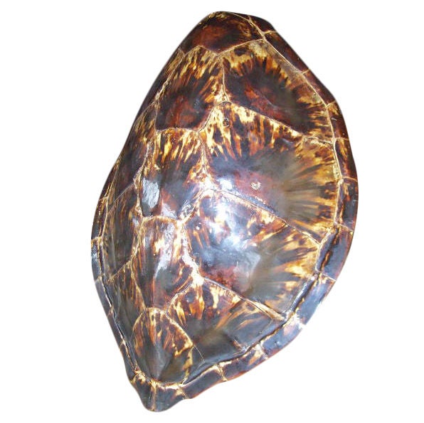 Antique Tortoise Shell