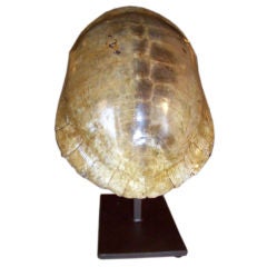 Albino Turtle Shell