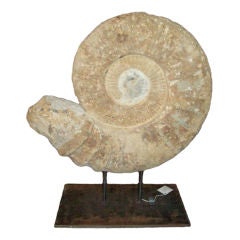Giant Ammonite