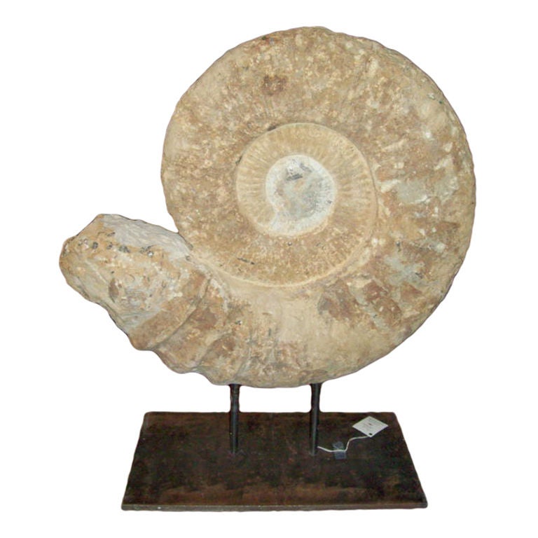 Giant Ammonite