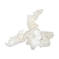 Large Natural Coral