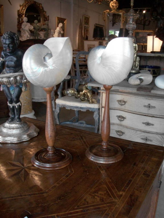 A pair of Nautilus Shells mounted on wooden stands.