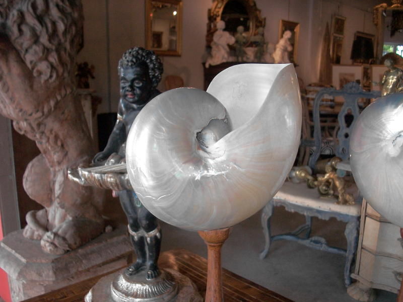 Pair Of Nautilus Shells In Excellent Condition In West Palm Beach, FL