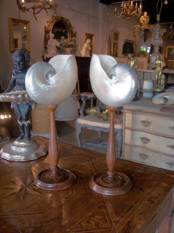 20th Century Pair Of Nautilus Shells